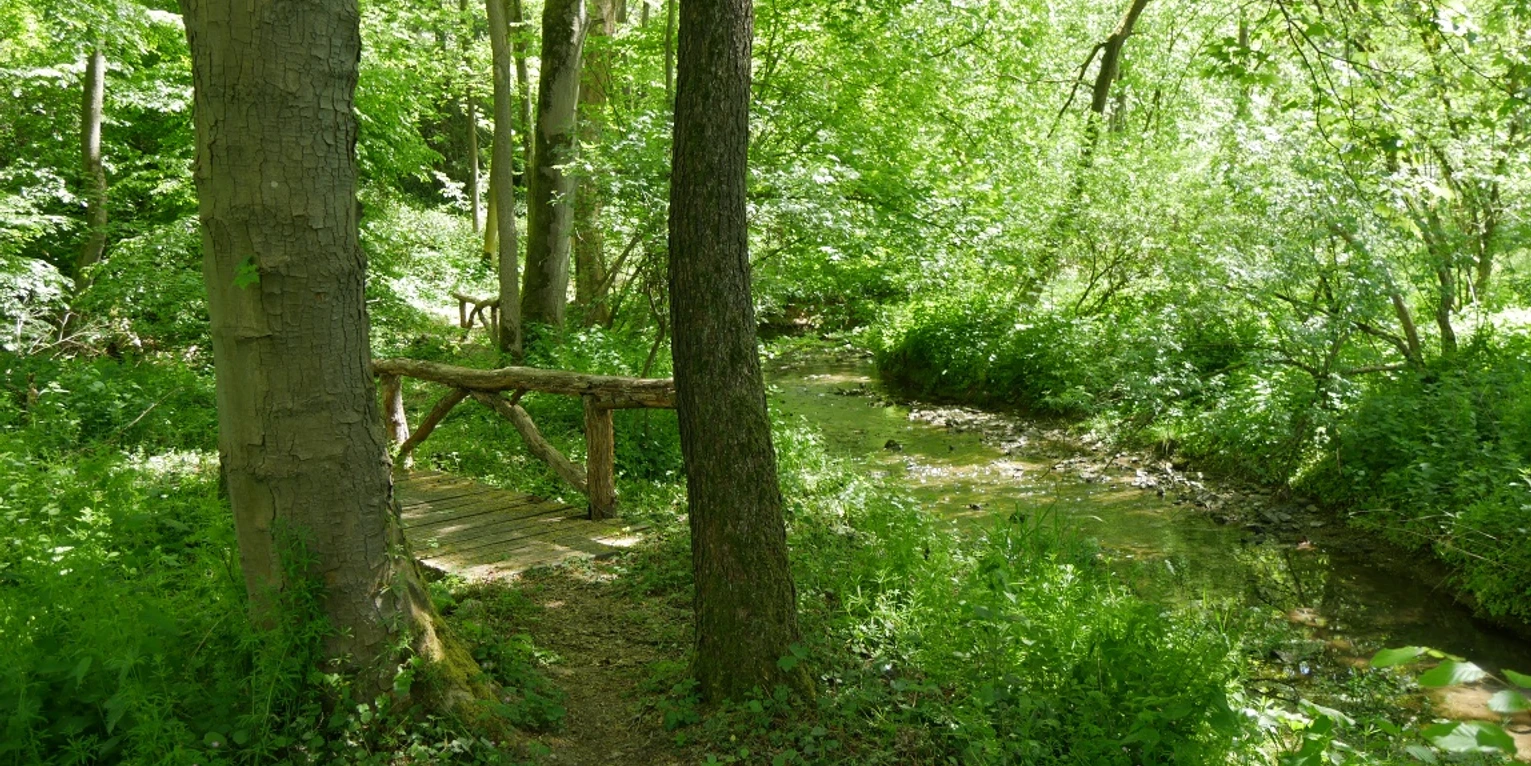 Traumhafter Weg entlang der Schelpe Grüner Waldweg entlang eines kleinen Baches mit einem rustikalen Holzgeländer, umgeben von dichter Vegetation.