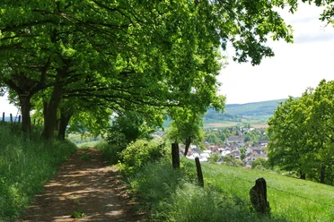 Ausblick auf Brenkhausen Ein Weg mit Bäumen führt zu einem Dorf in einer sanft hügeligen, grünen Landschaft.