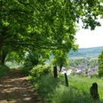 Ausblick auf Brenkhausen Ein Weg mit Bäumen führt zu einem Dorf in einer sanft hügeligen, grünen Landschaft.