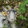 Eine Ziege mit hellem Fell und gebogenen Hörnern blickt neugierig aus einem grünen Gebüsch hervor.