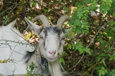 Ziegen am Räuschenberg Eine Ziege mit hellem Fell und gebogenen Hörnern blickt neugierig aus einem grünen Gebüsch hervor.