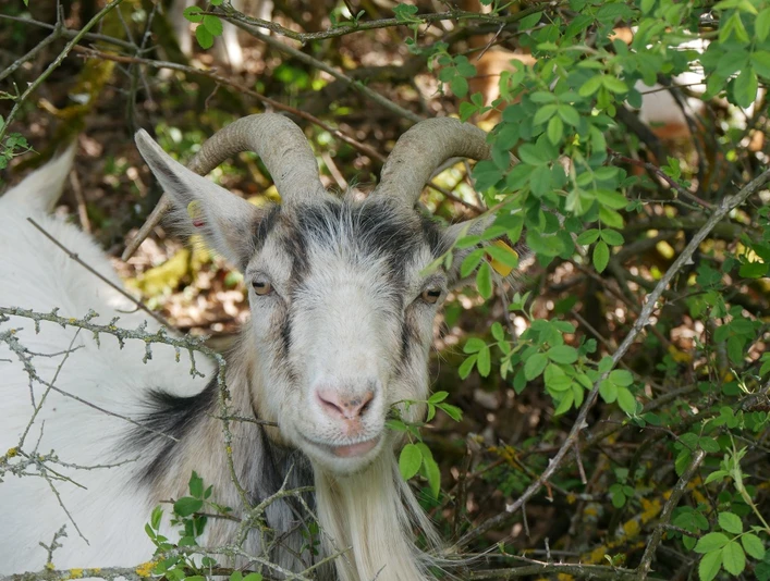 Ziegen am Räuschenberg Eine Ziege mit hellem Fell und gebogenen Hörnern blickt neugierig aus einem grünen Gebüsch hervor.