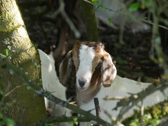 Eine Ziege mit braun-weißem Fell steht im Schatten der Bäume, umgeben von grünem Laub.