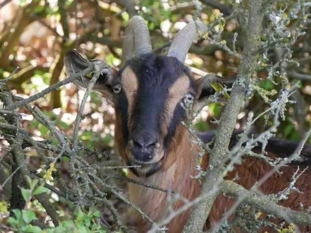 Eine Ziege mit geschwungenen Hörnern blickt durch dichte Äste und Gestrüpp hindurch.