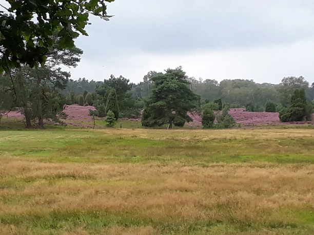 kutschfahrt-durch-die-heide