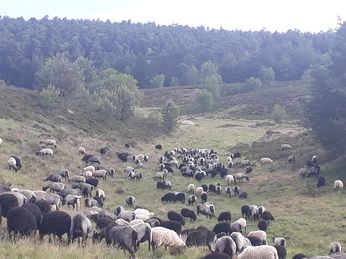 heidschnucken-lueneburger-heide