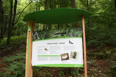 Baumwurzelpfad Infotafel