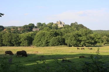 hofgeismar-tierpark-wisente-vor-burg-2014-1-6