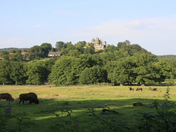hofgeismar-tierpark-wisente-vor-burg-2014-1-6