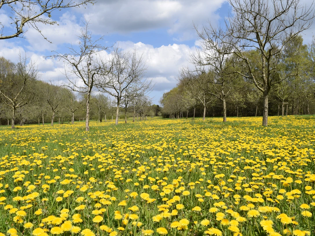 47_obstwiese_mai_2016_2