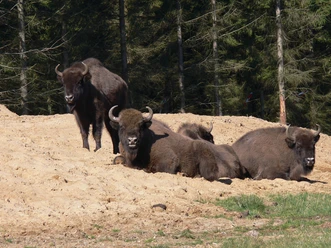 wiesentpark-kropp.jpg