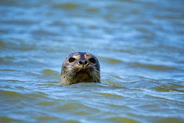 Ausflugsfahrt zu den Seehundsbänken - Ausflugsfahrt ab Juist.jpg Ausflugsfahrt zu den Seehundsbänken - Ausflugsfahrt ab Juist