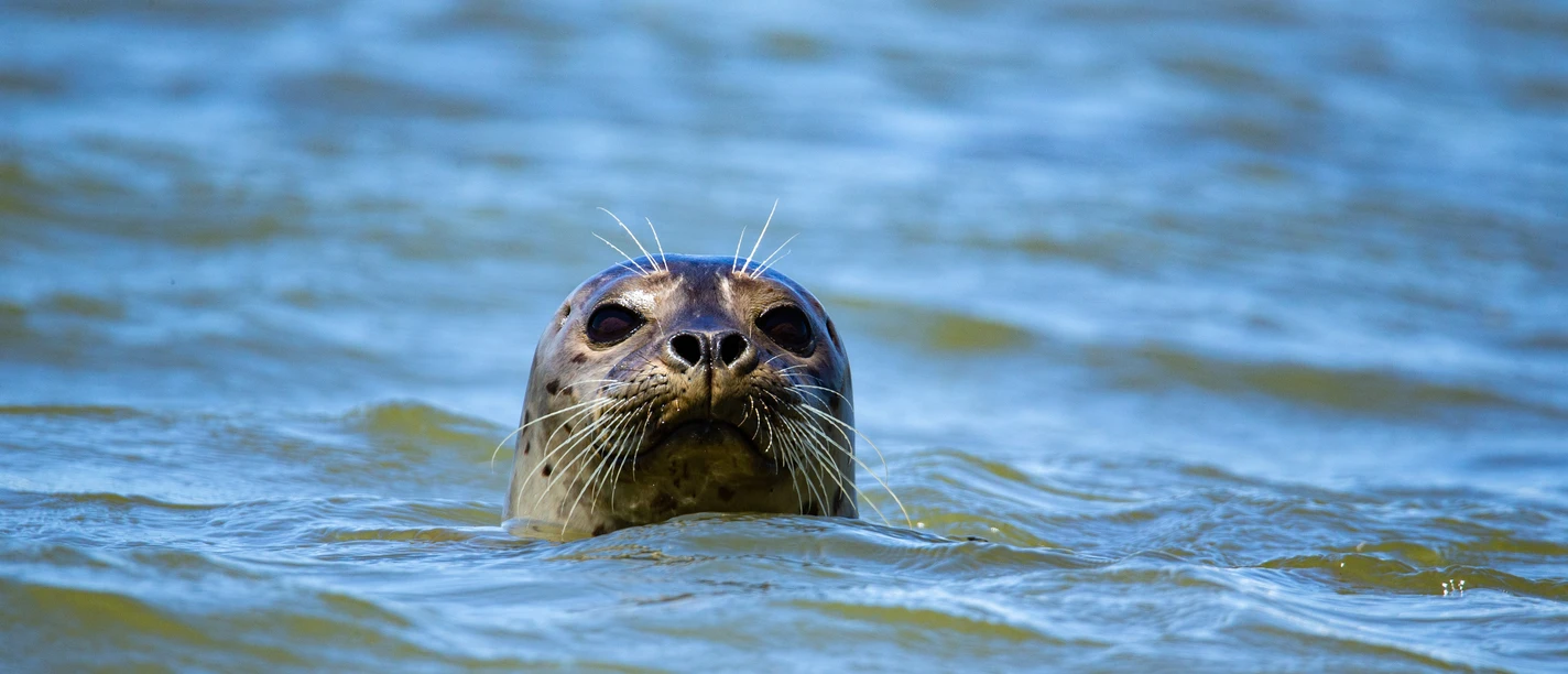 Ausflugsfahrt zu den Seehundsbänken - Ausflugsfahrt ab Juist.jpg Ausflugsfahrt zu den Seehundsbänken - Ausflugsfahrt ab Juist