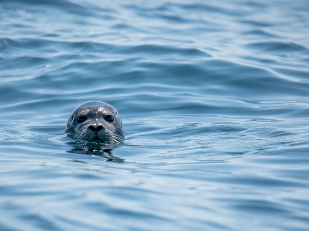 Ausflugsfahrt zu den Seehundsbänken - Ausflugsfahrt ab Juist.jpg Ausflugsfahrt zu den Seehundsbänken - Ausflugsfahrt ab Juist