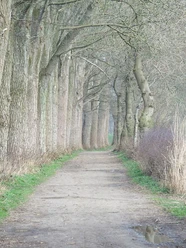 wald-in-kappeln-ellenberg.jpg