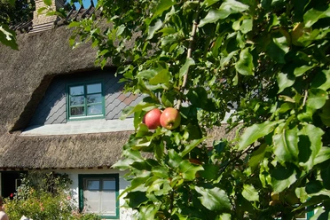 apfelbaum-am-reetdachhaus.jpg