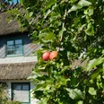 apfelbaum-am-reetdachhaus.jpg