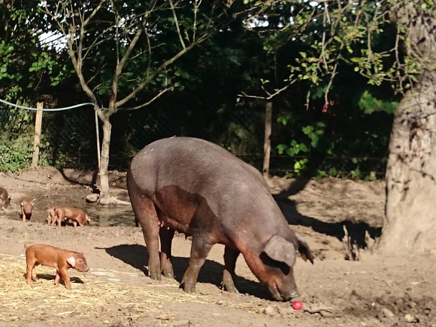 hof-bluschke-schweine.jpg