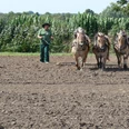 hof-grossholz-pferdearbeit.JPG