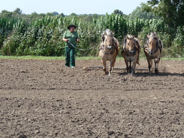 hof-grossholz-pferdearbeit.JPG