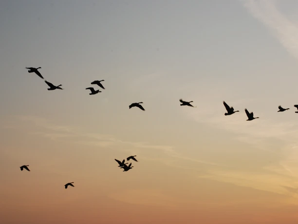 naturpark-schlei-zugvoegel.JPG