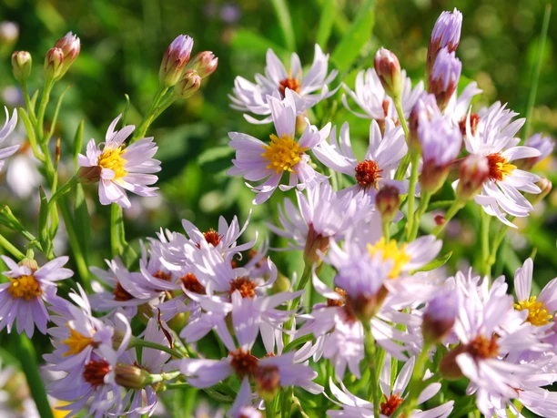 naturpark-schlei-strandaster.JPG