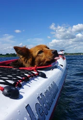 kajak-und-meer-mit-hund.jpg