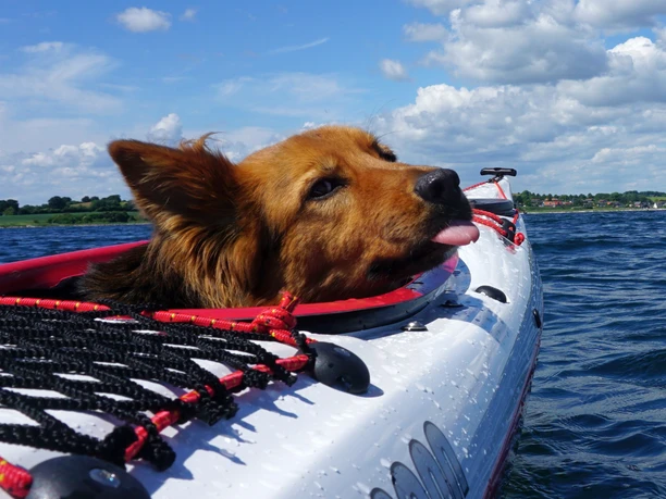 kajak-und-meer-mit-hund.jpg