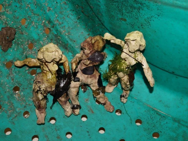 atelier-ankaundanders-figuren.jpg