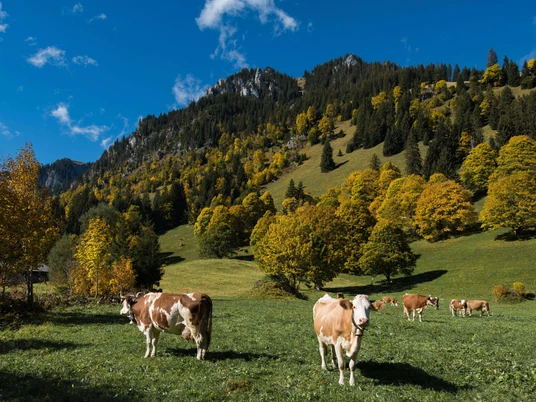 Simmentaler Kühe im herbstlichen Meniggrund Simmentaler Kühe im herbstlichen MeniggrundSimmental cows in autumnal MeniggrundVaches de la race Simmental dans le Meniggrund en automne