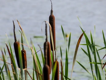 bockhorster-see-emsland-tourismus-gmbh-birgit-janknecht-3
