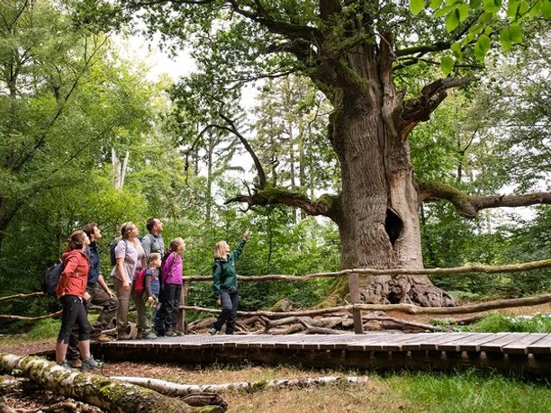 reinhardswald_2018-09-02_d850_10423