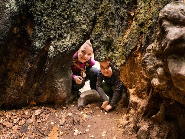 urwald_sababurg_004a7f9dee