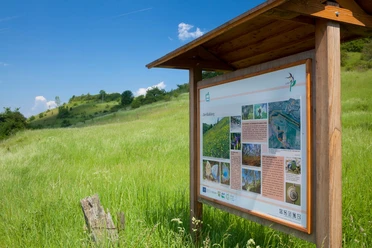 Infotafel am Kalkberg Infotafel inmitten einer grünen Wiese, die über Flora und Fauna am Kalkberg informiert.
