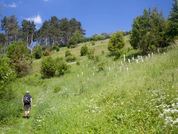 Kalkberg zwischen Herlinghausen und Dalheim Wanderer mit Rucksack auf einem grünen Pfad, umgeben von Bäumen und Wildblumen bei blauem Himmel.