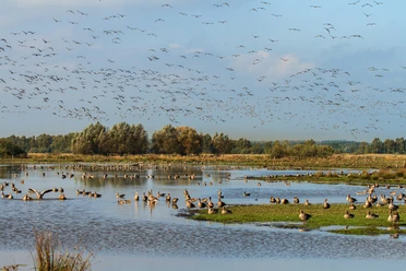 rehburg-loccum_steinhuder-meer-meerbruchwiesen
