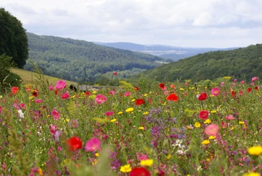 blick_ueber_die_bluehwiese_weissenbach_c