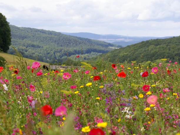 blick_ueber_die_bluehwiese_weissenbach_c