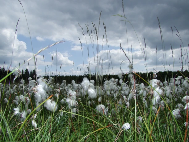 frau-holle-land_wollgras_auf_dem_weiberhemdmoor