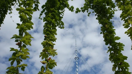 Butjenter_Brauhaus_Butjadingen_Abbehausen_Hopfengarten.jpg