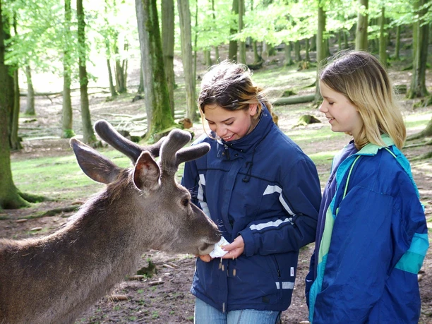 hirsch_fuettern_wildpark_germerode-c_geo