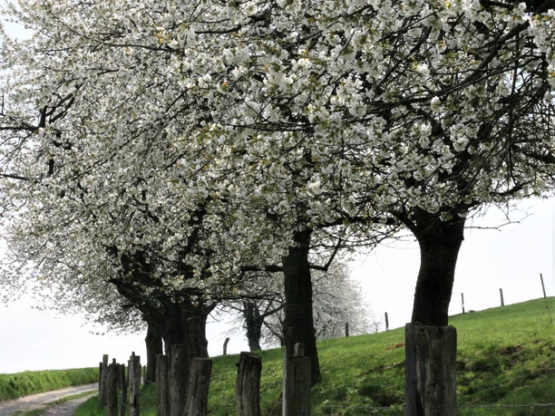 Kirschblüte an der Bergstraße