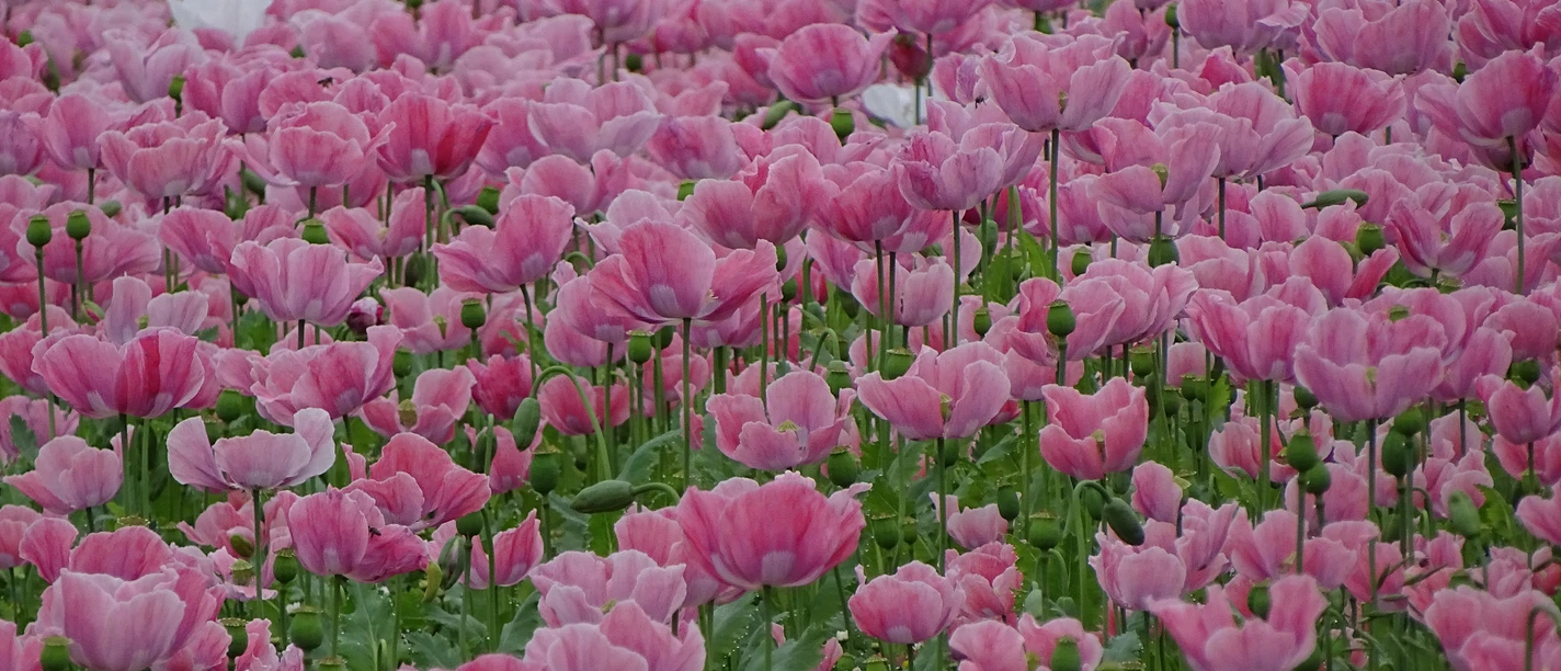 blueten_auf_feld_quer-c-marco_lenarduzzi