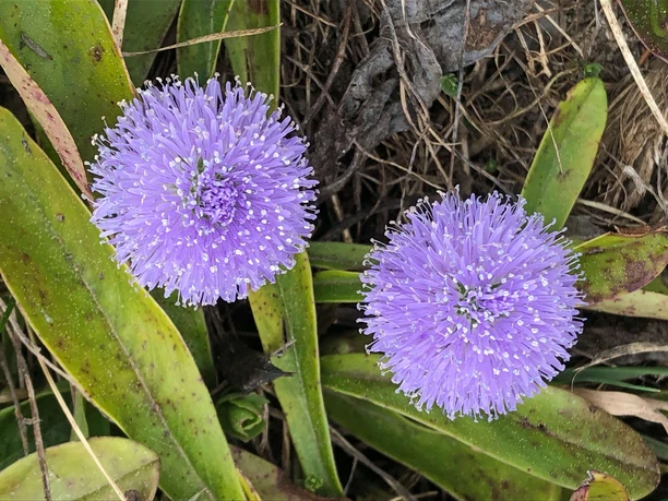 Leafless-stammed globularia