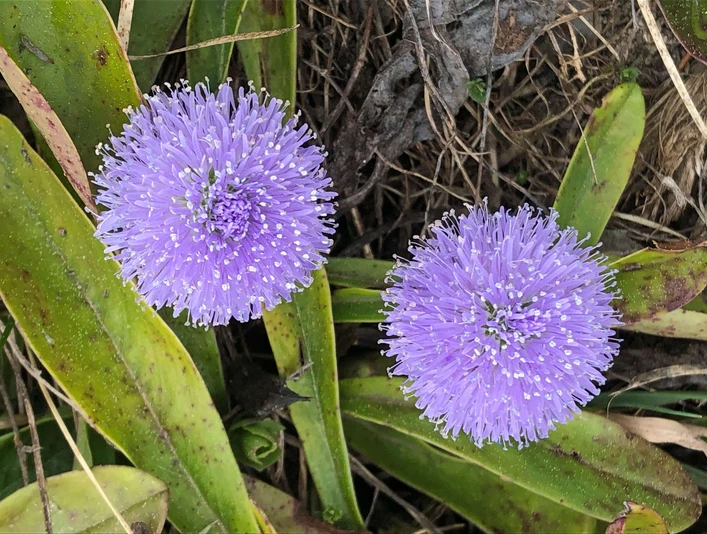 Leafless-stammed globularia