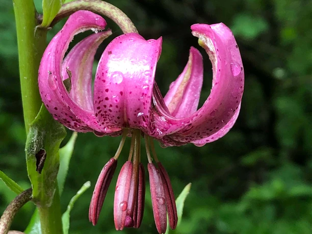 Martagon lilies