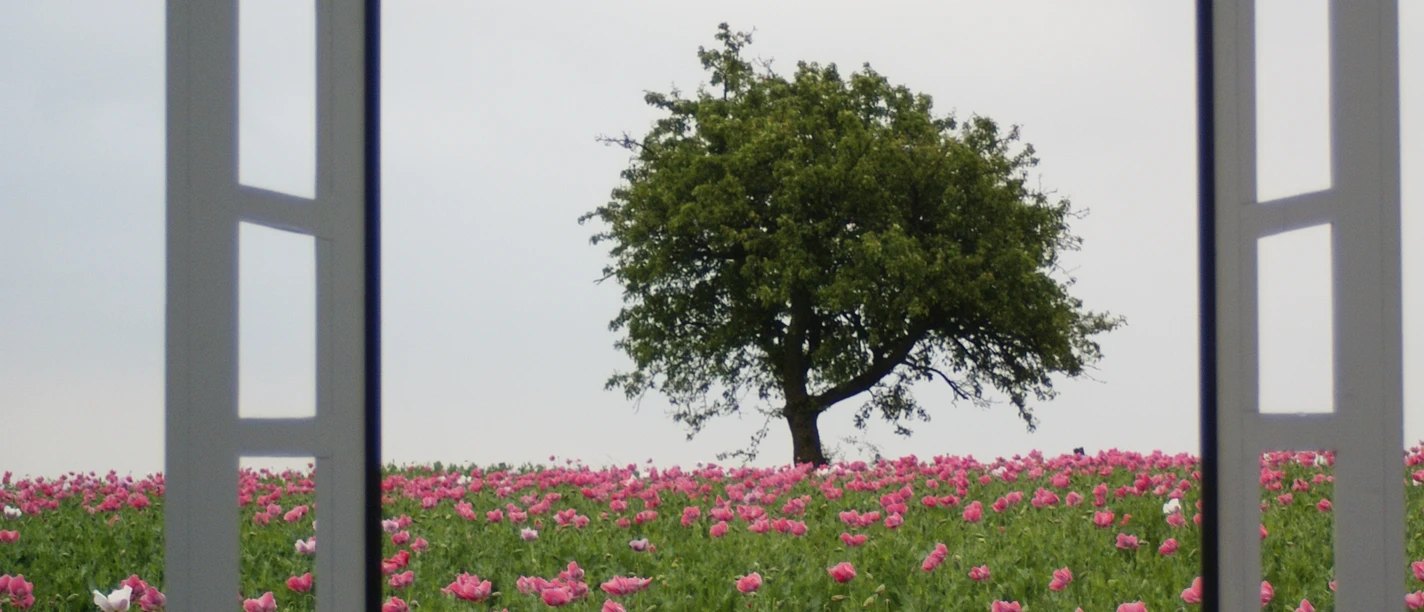 mohnfenster_grandenborn_nah_hf_c_andrea_