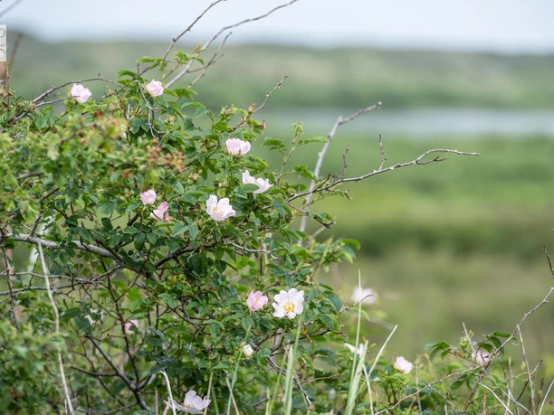 Hammersee und Blumen auf Juist