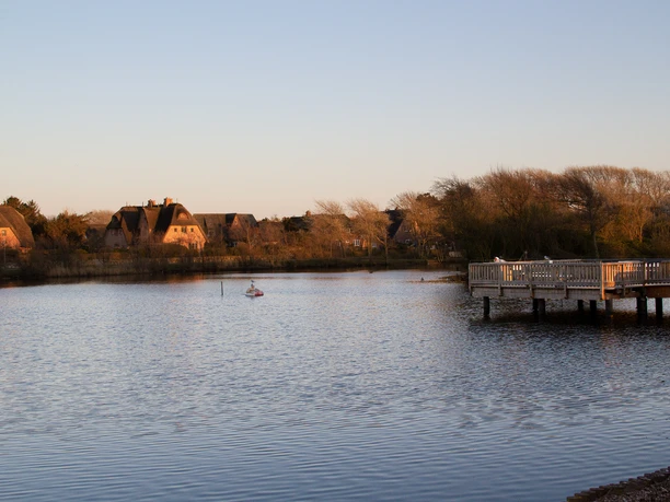 Schwimmer im Dorfteich