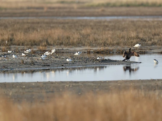 salzwiese-am_campener-leuchtturm_1_gent_nlpv-nlpv